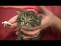 Kittens: Giving Eye Medication