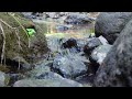 relaxing water sounds for forget stress gentle stream sounds with birds chirping calming asmr