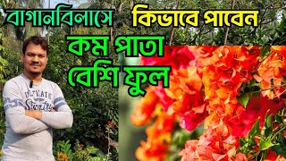 বাগানবিলাসের গাছভর্তি ফুল আনার জন্য ছোট্ট একটি কাজ, bougainvillea flowering technique