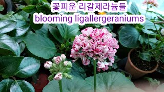 제256화 뽀샤시네 베란다#꽃피운 리갈제라늄들#blooming ligallergeraniums