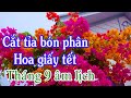 Cắt tỉa bón phân cho cây hoa giấy cuối tháng 9 âm lịch