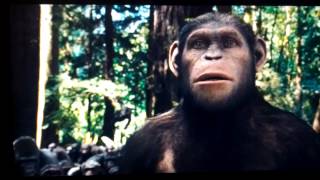 Rise of the planet of the apes Caesar is home