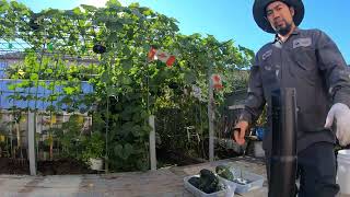 HARVESTING SQUASH,LUFFA RIDGE GOURD,TOMATO,BEANS @ KRISAMIGO'S GARDEN SEPTEMBER 29 2024