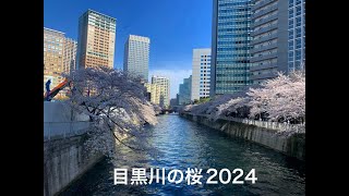 目黒川沿いの桜満開（2024）