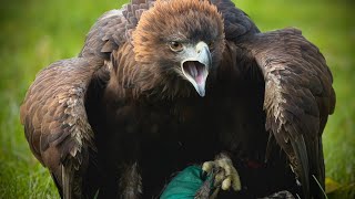 Early Season Training for our Golden Eagles [Season 6]