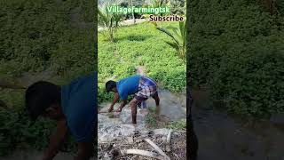 மனசு ரொம்ப கஷ்டமா இருக்குங்க😰🥲#villagefarmingtsk#subscribe#shortsviral