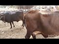 gir sahiwal cow in parsupur mandi @ गिर साहीवाल गाय का मेला