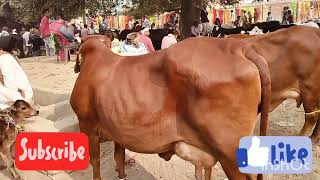 Gir /sahiwal Cow in parsupur mandi @ गिर साहीवाल गाय का मेला