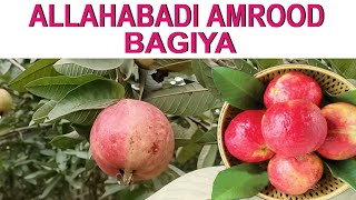 Prayagraj | विश्व प्रसिद्ध अमरूद के बाग | Price और online कैसे मगाये | #sebiaguava #guava #prayagraj