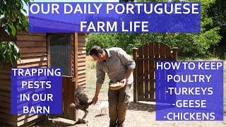 OUR DAILY PORTUGUESE FARM LIFE - POULTRY KEEPING - TURKEY, GOOSE & CHICKEN HUSBANDRY -CATCHING PESTS