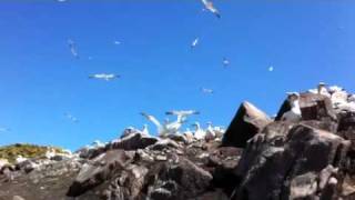 Gannets on Saltee