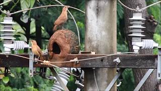 Duet song in the Rufous Hornero (Furnarius rufus)