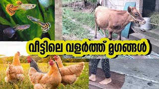 വീട്ടിലെ വളർത്ത് മൃഗങ്ങൾ #cow #fish #hen #chicken #viralvideo #farming #cowfarm #trending