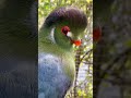 white cheeked turaco bird aviary birds birds bird animals nature