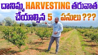 దానిమ్మ HARVESTING తరువాత  చేయాల్సిన 5 పనులు?//After #harvesting #pomogranate  make 5 Major works