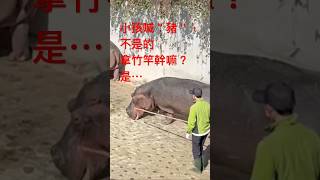 飼養員拿竹篙，不是小孩說的＂趕豬＂，而是如何＂趕河馬＂？原來是這樣溫柔，很有趣。 2025年2月14日