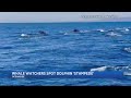 Whale Watchers Spot Dolphin 'Stampede'