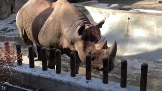 マロくんのようすです。【2023年1月6日】【上野動物園】ヒガシクロサイ