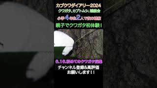 【昆虫採集】【クワガタ採集】カブクワダイアリー2024 「初めてのクワガタ採集」小学４年生、親子でクワガタ初体験！＃ヒラタクワガタ #クワガタ採集 #クワガタ #ヒラタクワガタ採集 #ノコギリクワガタ