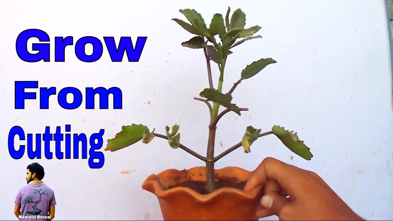 पथरचट्टा पौधे को कलम से कैसे उगाये /How To Grow Patharchatta Plant From ...