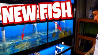 What’s in the boxes? We received some awesome fish in this shipment *unboxing* part 1