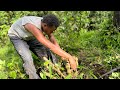 HOW TO HARVEST YAQONA / Fiji Village kids “pulling grog” 🇫🇯 🌱