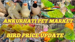 ankurhati pet market today bird 🐦🕊️🐦🕊️🐦🐦🕊️ price update