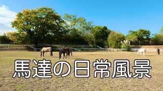 馬達の日常風景【乗馬・馬術】Horses' daily life【HorseCommunicationJapan】