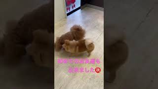 初めてづくし🐶#Pomeranian#犬#トリミング#犬友