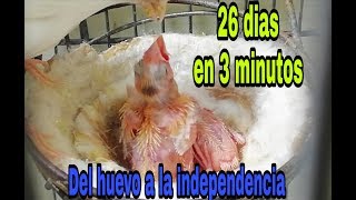 Evolución de las crías de canario 26 dias  resumidos en 3 minutos