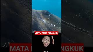 Begini bentuk MATA IKAN PAUS BUNGKUK #shorts