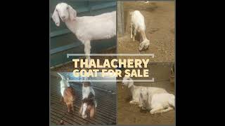 Thalachery ஆடு 🐐 for sale #TN, #FarmSSMart App