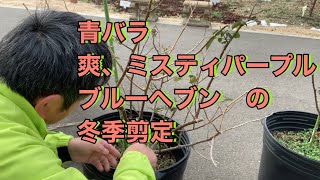 【薔薇・園芸】青バラ　「爽」、「ミスティパープル」、「ブルーヘブン」の冬季剪定