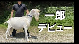 【愛知ヤギ農場】フラン系ザーネン種の一郎くん交配デビュー