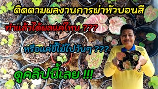 EP.229 ติดตามผลงานการผ่าหัวบอนสี ทำแล้วใช้ได้ผลแค่ไหน? ไปดู!!!!@KMB-garden