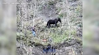 Man rescues wild foal trapped on an Alberta cliffside