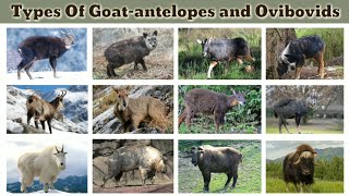 Types Of Goat-antelopes and Ovibovids {Takin,Muskox}