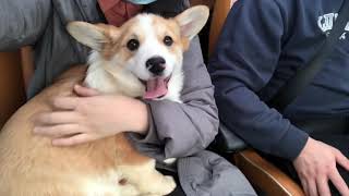 柯基cookie｜Corgi Cookie has a corgi brother～要有奶基弟弟啦