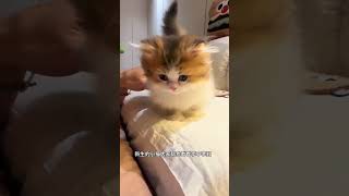 生出报恩小猫啦！！拿破仑矮脚猫 萌宠出道计划 米努特矮脚猫 抖in萌宠计划