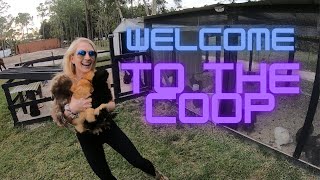 Welcome to the Silkie Coop!