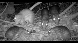 Animais selvagens se alimentando de frutos - Destaque: paca cega de um olho