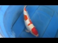 Doitsu Kohaku, Shinoda Koi Farm 55cm F