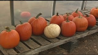 Jack-o-lantern carving safety tips