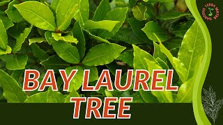 BAY LAUREL TREE Growth, Growing and Care Tips! (Laurus nobilis)