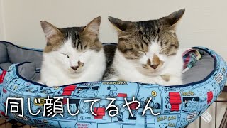 同じ顔して寝てるのが可愛すぎる猫ちゃん兄弟