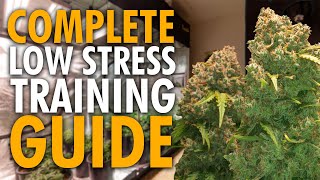 Grow BIGGER Nugs Using Low Stress Training (Complete Guide)