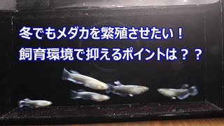 冬に室内飼育はどんな環境でやればいいの？飼育条件を抑えて冬もメダカを楽しもう！