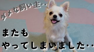 愛犬に甘々な飼い主が、またもやってしまいました‥