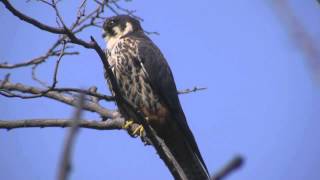 Eurasian Hobby (Falco subbuteo)