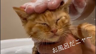 猫カビ発症したので毎日お風呂に入れます！